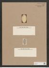 Navicula elliptica var. costata O.M.? (de-Toni-Nr.: Genus 1, Species 298) Zeichnungen Sammlung Grunow Nr. 684 (NHMW-BOT-W0367059)